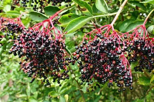 Black elderberry: ለመትከል እና ለመንከባከብ ምክሮች