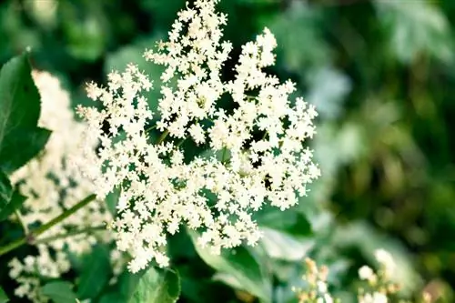 Elderberry መትከል