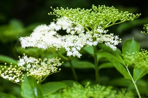 Mga species ng Elderberry