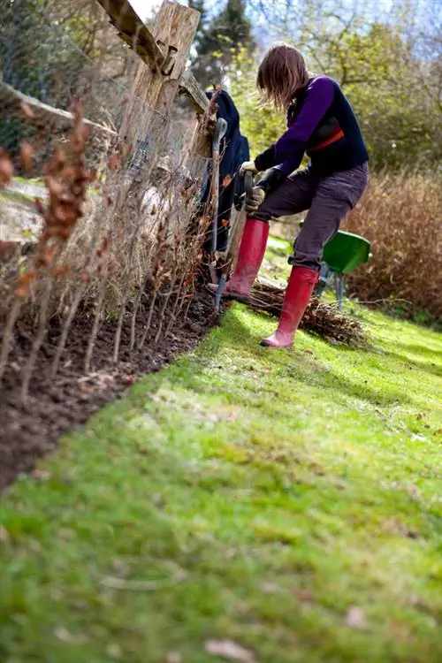 Beech hedge planting distance