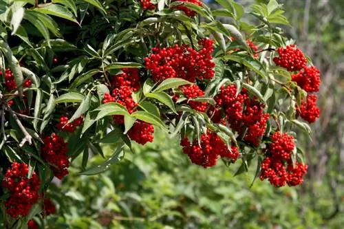 Elderberry poisonous