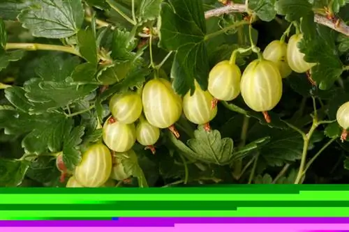 স্ট্যান্ডার্ড স্টেম থেকে gooseberries কাটা