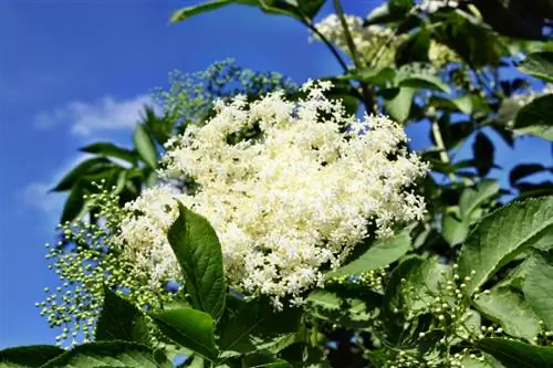 Propagate elderberries