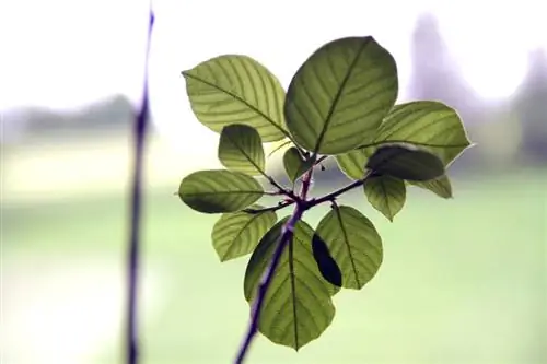 Coltiva siepi di faggio