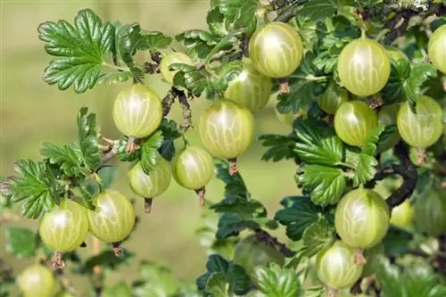 Patabain ang mga gooseberry: Paano maayos na pangalagaan ang iyong mga halaman