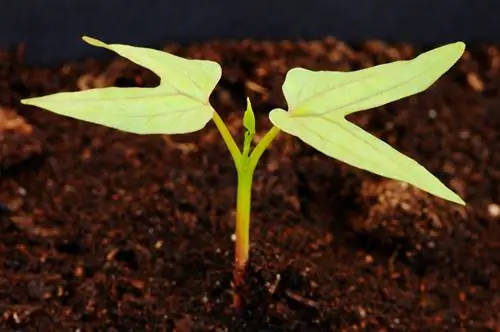 Morning glory: sowing tips for a blooming climbing experience