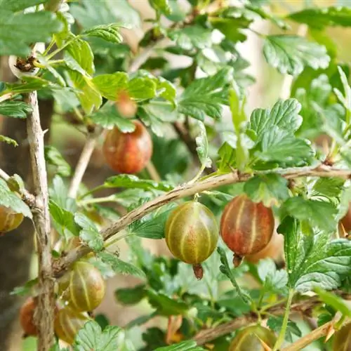 Přemístění angreštu: Průvodce krok za krokem