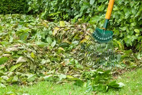 Beech hedge pruning