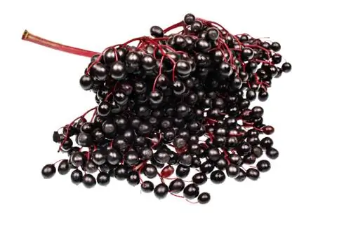 Elderberry መከር ጊዜ