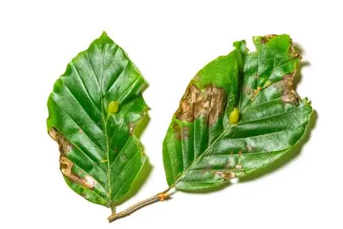 Beech hedge diseases