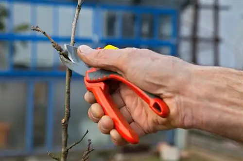 Sny beukheinings swaar terug: wanneer en hoe om dit te doen