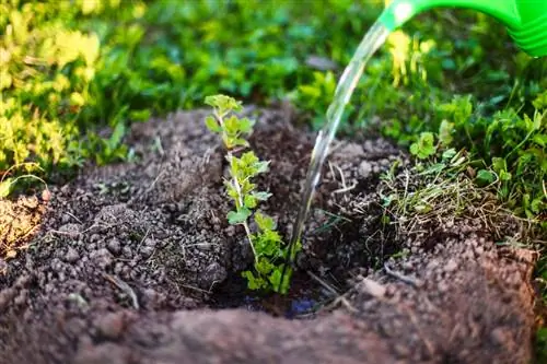 Grosellas en tu propio jardín: ubicación, cuidado y cosecha