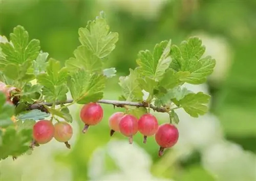 Enfermedades de la grosella espinosa