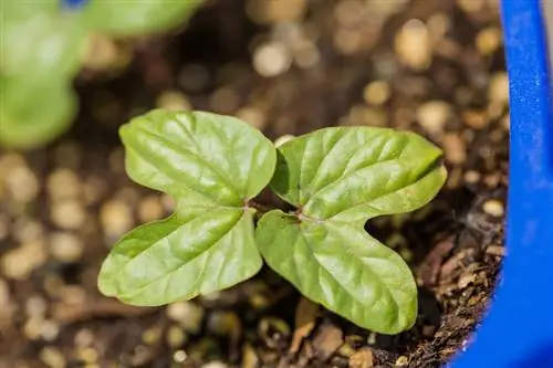 Mas gusto ang mga morning glories: Kailan at paano ito gumagana?