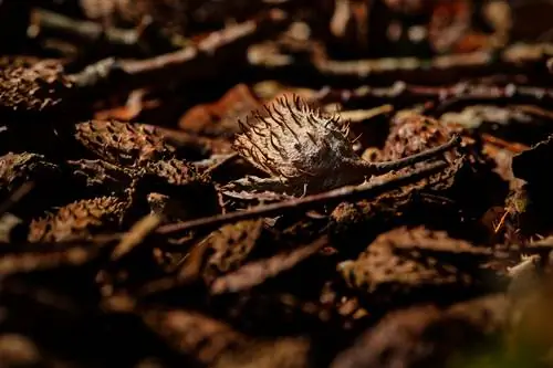 Propagating beech hedges: sowing, cuttings or lowering?