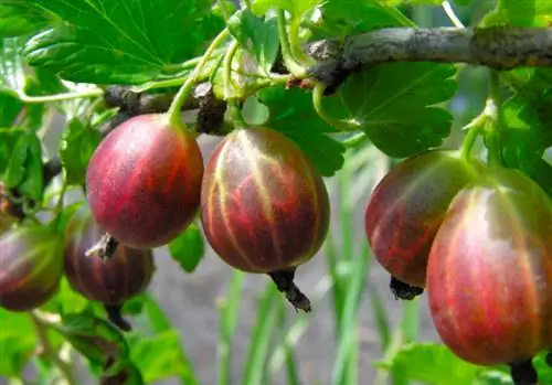 Verzorging van kruisbessen: tips voor gezond en zoet fruit