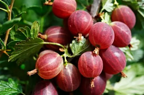 Varietas Gooseberry