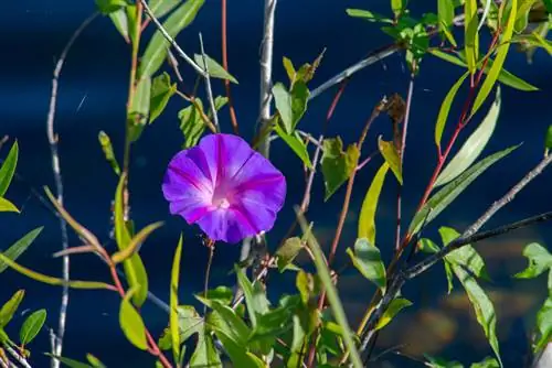 Is Morning Glory giftig? Risico's en voorzorgsmaatregelen