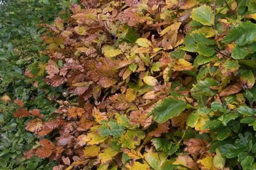 Beech hedge brown na dahon