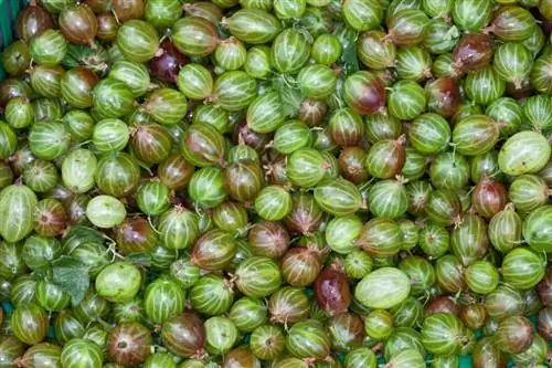 Bagaimana cara memanen gooseberry dengan benar dan tanpa rasa sakit?