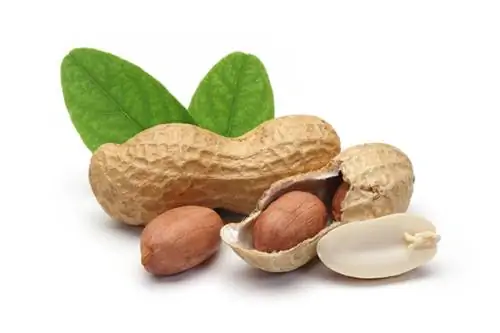 Peanut seeds: Everything about cultivation and possible uses