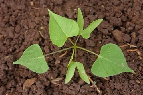 Planter des gloires du matin