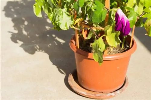 Paano ko aalagaan nang maayos ang aking mga morning glories? Payo ng eksperto