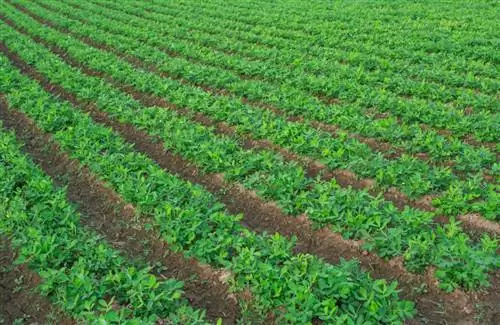 Peanut cultivation