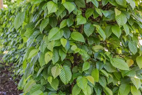 Planting hornbeam hedges: location, distance & planting time