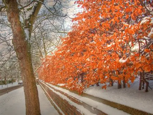 Seto de haya en invierno: consejos para el cuidado y la privacidad