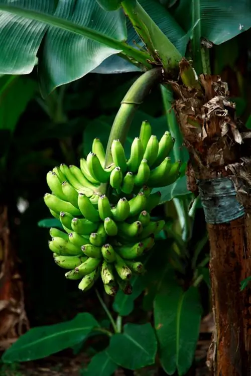 Bananenbomen kappen: wanneer en hoe is dat zinvol?