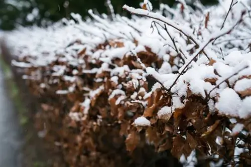 یخبندان پرچین ممرز