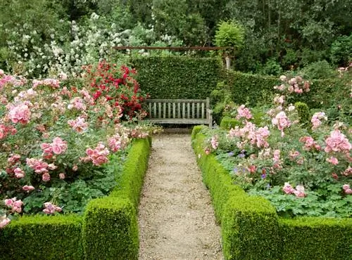 Haagbeukhaag in de tuin