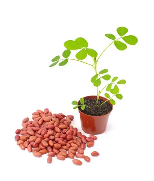 Grow your own peanut plant: How to grow it successfully