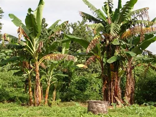 Bananų augalo lapai geltoni