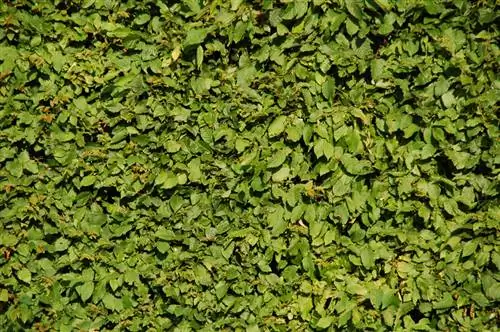 Fertilize hornbeam hedges: When and how to do it best