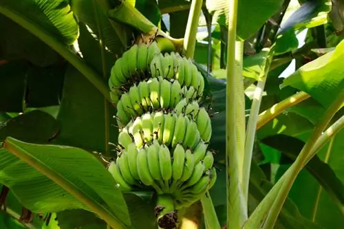 Bananprofil: opprinnelse, blomstring, bruk og mer