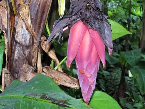 Planta de plàtan japonès