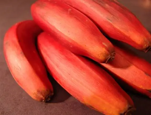 Red banana