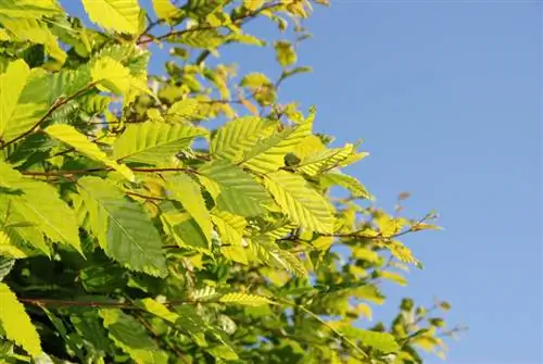 Hornbeam lindung nilai sihat