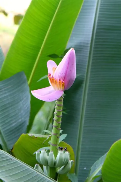 Planta de plátano en el jardín.