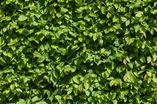 Hornbeam hedge: growth per year and care tips