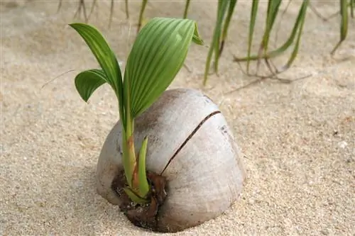 Plantando coco