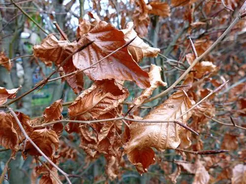 Potongan peremajaan lindung nilai Hornbeam