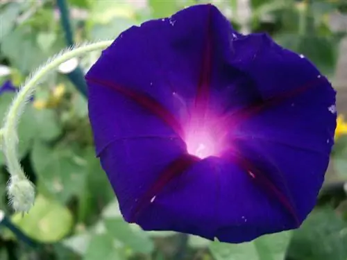 Morning glory frost