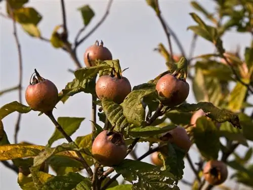 ประเภทของ medlar: ความแตกต่าง คุณสมบัติ และการใช้ประโยชน์