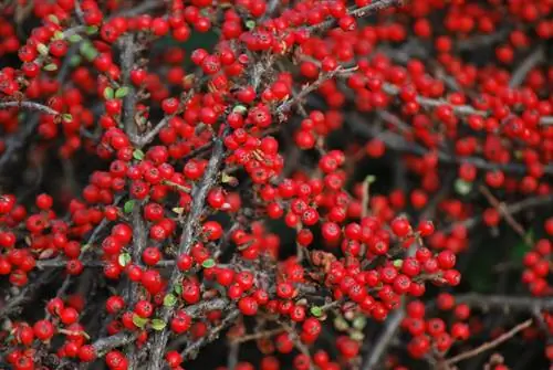 Cotoneaster poisonous