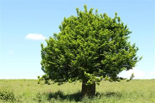 Hornbeam characteristics