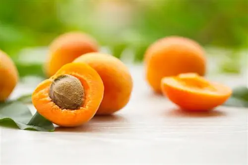 Apricot ntau yam