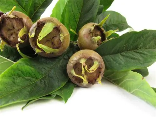 Medlar խնամք